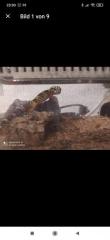 Gecko mit Transport Box und Inhalt