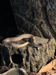 Heterodon Nascius Hakennasennatter
