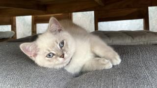 Bkh kitten Weibchen Abgabe bereit