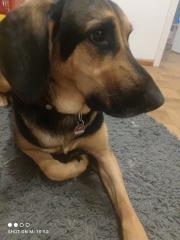 Mischlingshund Schäferhund Bracke Mix