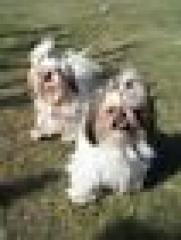 Wir suchen für unsere Shih-Tzu-Wuschelwelpen ab Aug. 14 nette Familien