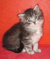 Maine Coon Kitten