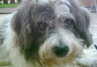 Suche Jack Russel Mix Malteser-Bologneser-Havaneser