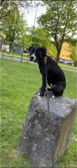 Labrador Boxer mischling