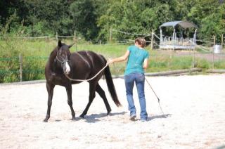 Blidhübsche, Paint Horse Stute