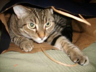 Echte Schmusekatze sucht dringed neues zu Hause