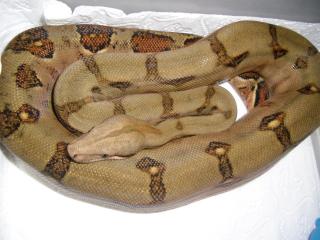 Rarität Boa. c. i Firebelly Originale Blutlinie