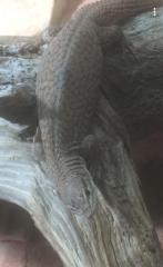 Varanus storri Terrarium