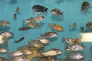 Verschiedene Malawis 1000 Fische auf Bestand 30 Arten Ab 1 Euro
