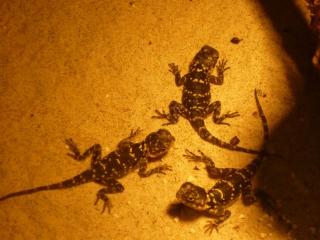 Laudakia stellio picea Hardun