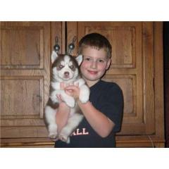 Reinrassige Siberian Husky Welpen mit Papieren.