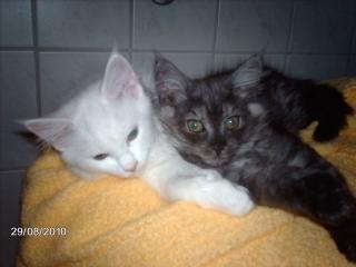 Maine Coon Kitten
