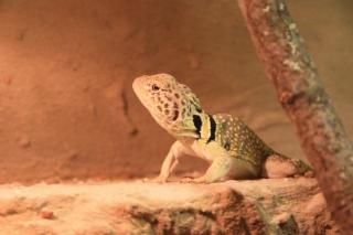 Halsbandleguane Crotaphytus collaris collaris