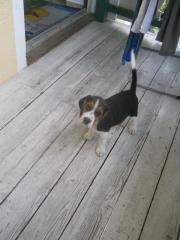 Süsse tricolor Beagle Welpe sucht neue Zuhause -