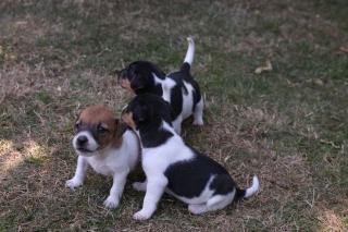 Jack Russel Terrier abzugeben