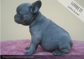 VOLL BLAUE französische Bulldogge und Mops Welpen