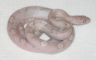 1. 0 Kornnatter Ice bloodred poss. Charcoal