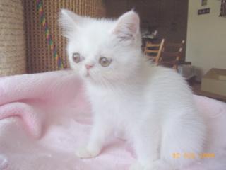Exotic-Shorthair Kurzhaarperser weiß