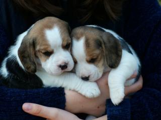 Beaglewelpen dreifarbig mit Papieren