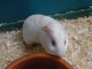 Meerschweinchen 7 wo alt weiss