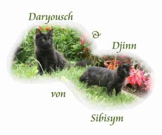 2 liebe und verschmuste Sibirische Kater