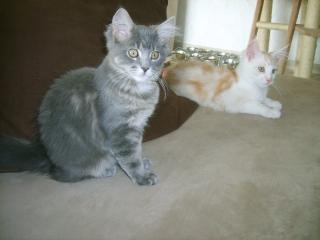 3 Maine-Coon-Kitten