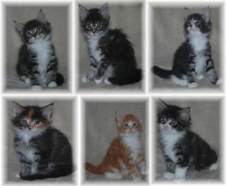 Maine Coon Kitten