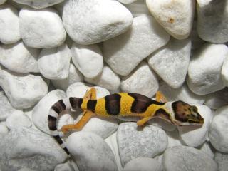 Leopardgeckos Eublepharis macularius super schöne intensive Farben.