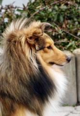 Zuckersüße sheltiewelpen Minicollie, mit VDH-Papieren