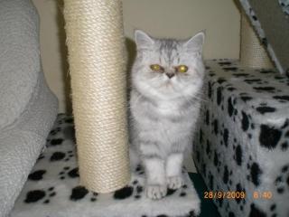 Junge Exotic Shorthair Kätzin geb. 7. 04. 2021