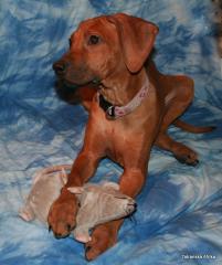Rhodesian Ridgeback