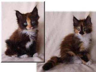 Unsere zwei bunten Maine Coon Hummelchen suchen noch .