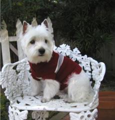 West Highland white Terrier Welpen