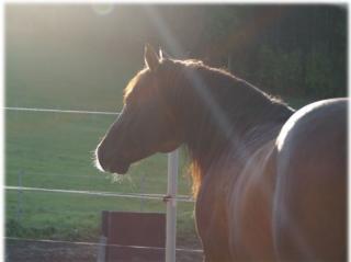 Quarterhorse Deckhengst