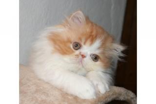 Süße Perser Kitten aus seriöser Familienzucht