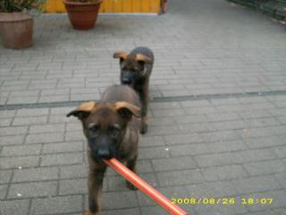 Schäferhundwelpen
