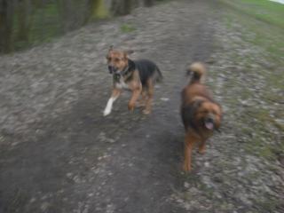 Hallo Ihr Hundehalter da draußen