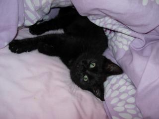Flugpate für Babykatze gesucht