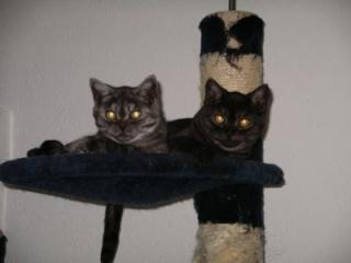 BKH Pärchen black-smoke P-Wurf black-silver-tabby
