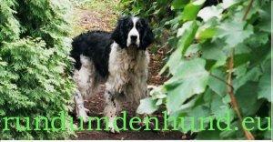 Hundefutter Tiernahrung Hund kaufen rundumdenhund. eu