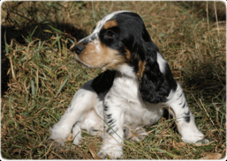 Englisch Cocker Spaniel Welpen