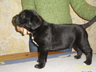 Cane Corso Welpen mit Papiere und Gesundgarantie
