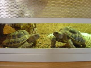 2 männliche Landschildkröten 04 zu verkaufen