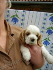 Am. Cockerspaniel