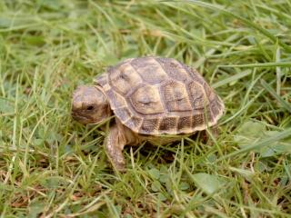 Vierzehen Landschildkröten NZ2008