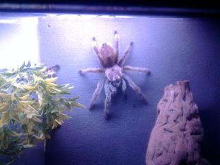 Vogelspinne Großes Terrarium Wassergel