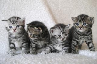 4 BKH-Kitten suchen ein neues Zuhause