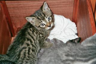 4 Katzenkinder suchen zum 24. 07. 08 ein neues Zuhause