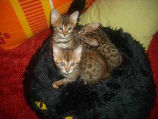 3 süße reinrassige Bengalkitten