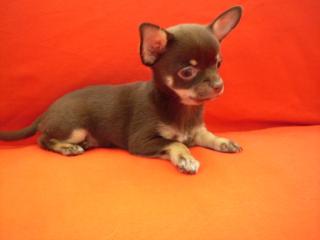 Süsse Verschmuste Chihuahuawelpen mit Stammbaum